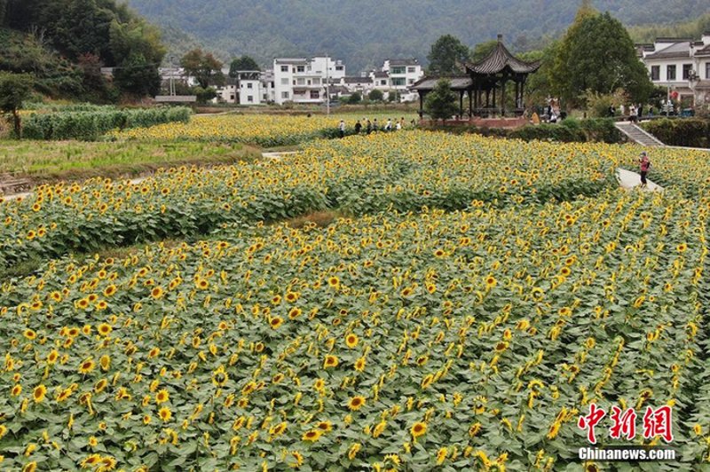 黄山市农业观光:一次绿色田园之旅