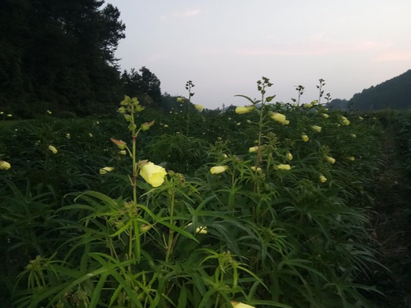 黄山葵缘:如何在竞争中脱颖而出