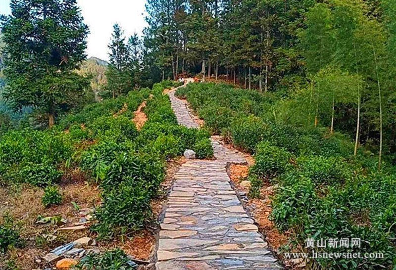 黄山休闲农业:传统与现代交织的田园诗篇